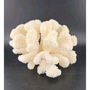 Natural Sea Tree Coral Fossil 23.0 ounces / 654 grams